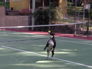 Kipper the Wonder Dog playing tennis